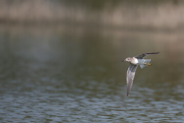 A beautiful Sand piper bird in flight over water. The soft, natural tones of the water, with blurred background.