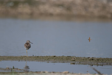 A small, beautiful wood sandpiper standing in shallow water with green reeds. The background is blurred with water and mud.