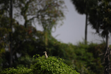 A vibrant Indian pond heron perched atop a dense, vibrant mass of green, leafy vines, bushes. The background is blurred with sky and lush green.