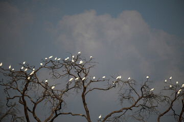A large group f great egret with white plumage perched securely on the bare, intertwined branches of a tall, leafless tree against a blue sky.