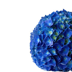 A Vibrant Blue Hydrangea Flower Head Detailed with Water Droplets Isolated on a Black Background