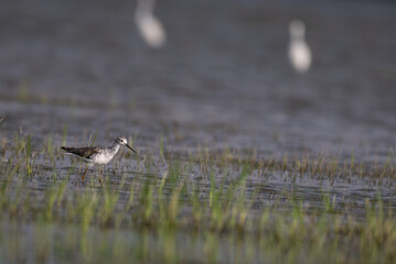 A small, beautiful Common greenshank standing in shallow water with green reeds. The background is blurred with water and mud.