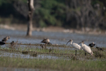A flock of white wading birds in a blurred natural wetland with Black headed ibis, great egrets, intermediate egrets with blurred background.