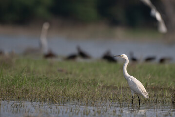 A beautiful great egret wading gracefully in shallow marsh water, hunting for prey with its long yellow bill .