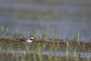 A small, beautiful Little ringed plover standing in shallow water with green reeds. The background is blurred with water and mud.