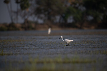 A beautiful great egret wading gracefully in shallow marsh water, hunting for prey with its long yellow bill .