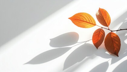 Warm leaf branch casts shadow on white