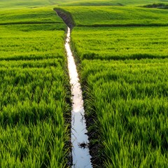 Lush green paddy fields with irrigation channel