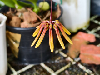 Close-up of a rare Bulbophyllum orchid flower with elongated yellow-brown sepals, blooming in a tropical greenhouse environment, soft natural light.