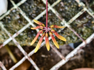 Close-up of a rare Bulbophyllum orchid flower with elongated yellow-brown sepals, blooming in a tropical greenhouse environment, soft natural light.
