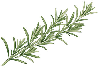 Fototapeta premium rosemary branch, watercolor paper texture