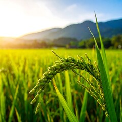 Lush green rice paddy at sunset