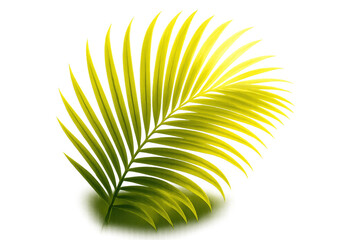 Fototapeta premium Tropical palm frond vector illustration in green and yellow tones isolated on a transparent background