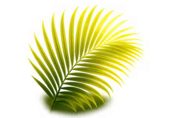 Tropical palm frond vector illustration in green and yellow tones isolated on a transparent background