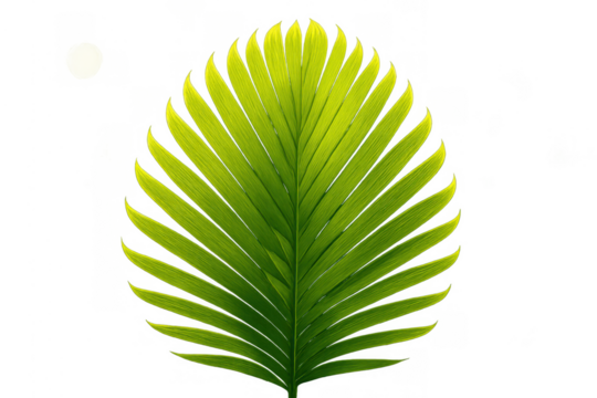 Green palm frond creating tropical nature aesthetic with lush leaves, isolated on transparent background