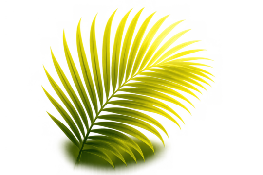 Tropical palm frond vector illustration in green and yellow tones isolated on a transparent background