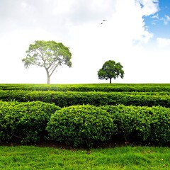 Lush green tea fields stretch under a bright sky