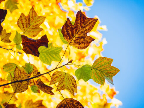 Vibrant golden Tulip Tree foliage glowing against the tranquil water of Frederiksberg Havn, Copenhagen, Denmark, capturing a bright, crisp autumn day.