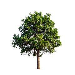 Lush green tree against a white background (1)