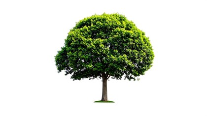 Lush green tree against white background (1)
