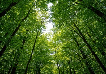 Fototapeta premium A dense, vibrant green forest canopy creating a natural backdrop texture. Sunlight filters through the thick leaves and tall trees on a clear day ,trunks ,vibrant ,texture