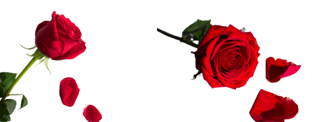 Set of Single Rose with Falling Petals