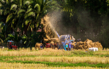 Rice Threshing Machine Separating Grain in a Golden Field. Asian Farmers Working with a Rice...