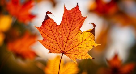 Fototapeta premium autumn maple leaves