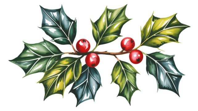 Vibrant holly branch with red berries and lush green leaves for festive designs