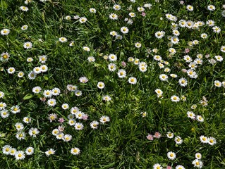 Charming cluster of English Daisies (Bellis perennis) on green lawn grass © Switlana