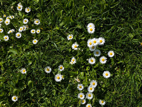 Cluster of English Daisies (Bellis perennis) nestled in a patch of bright green lawn grass
