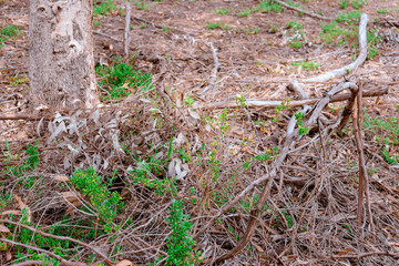 australian ground bushland landscape with vegetation and fallen branches at base of eucalyptus tree