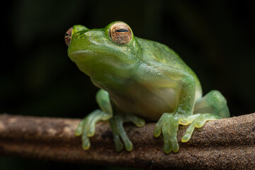 Photo of Amazonian glass frog in the rainy jungle of Peru.