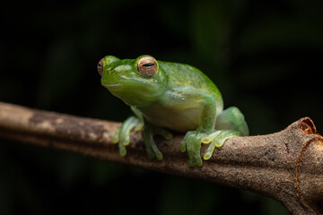 Photo of Amazonian glass frog in the rainy jungle of Peru.