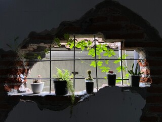 ornamental plants in the window