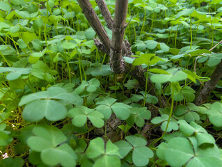 Vibrant green wood sorrel plants with heart-shaped leaves creating a dense, lush carpet on the forest floor in a natural setting
