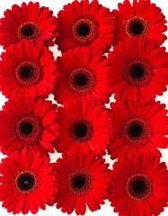A grid of vibrant red gerbera daisies viewed from above, stark against a white background