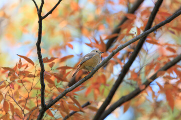 A Daurian redstart perched on a tree branch searching for food
