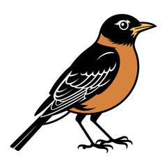 American Robin