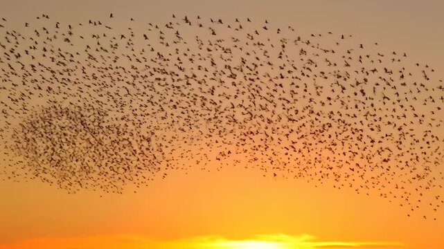 A murmuration of birds takes flight against a vibrant sunset
