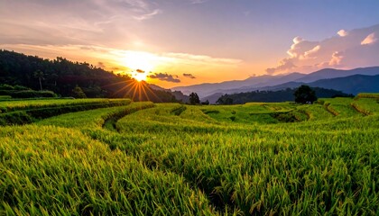 Lush terraced rice paddies at sunset (3)