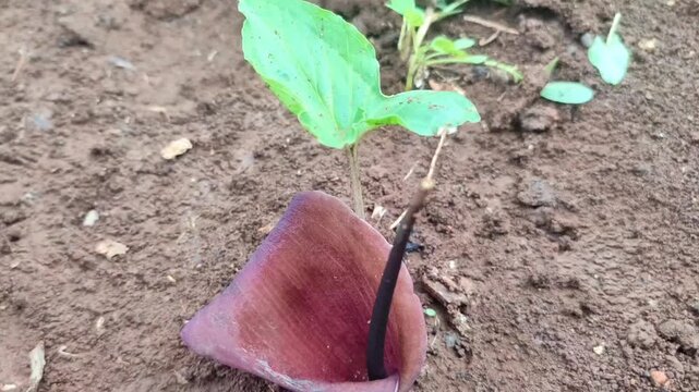 wild keladi plant in the fields