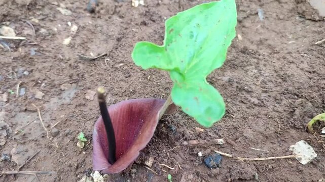 wild keladi plant in the fields