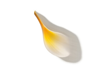 Frangipani petal moving, white and yellow plumeria falling on transparent background, tropical flower concept