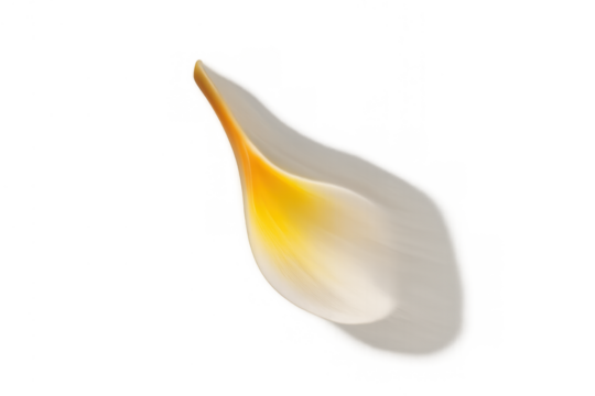 Frangipani petal moving, white and yellow plumeria falling on transparent background, tropical flower concept - Powered by Adobe