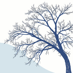 Bare tree in winter