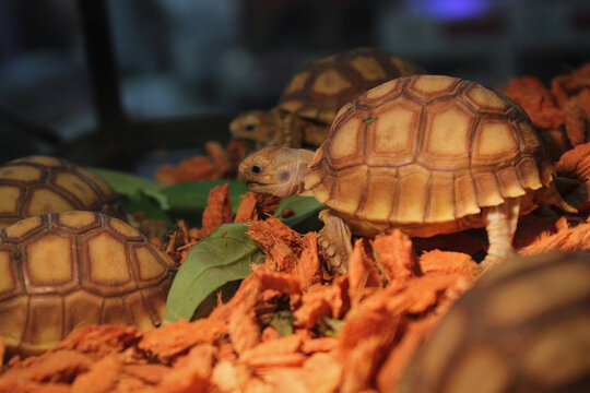 Eastern box turtle