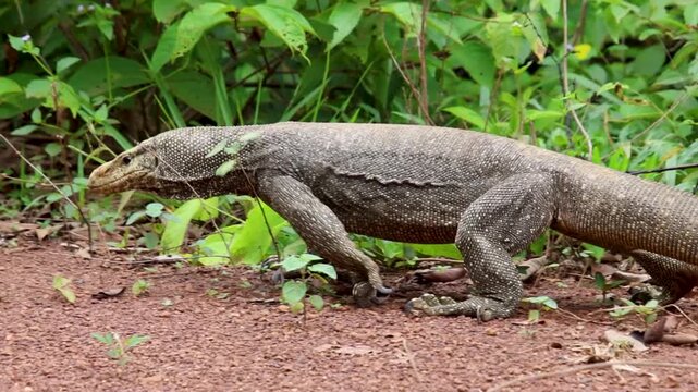 Clouded Monitor (Varanus nebulosus) Moving and Tongue-Flicking in Forest