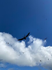 Flock of Magnificent Frigatebirds in Flight Over Codrington Lagoon