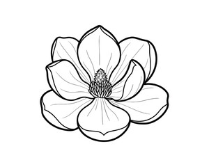 Elegant magnolia flower in full bloom, Detailed magnolia flower outline vector